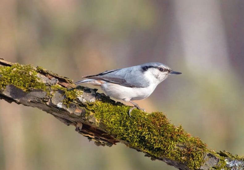 Иллюстрация к книге — В глуши таёжной (сборник) [i_165.jpg]