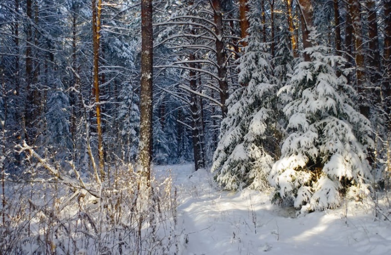 Иллюстрация к книге — В глуши таёжной (сборник) [i_167.jpg]