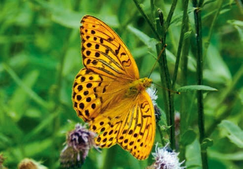 Иллюстрация к книге — В глуши таёжной (сборник) [i_168.jpg]