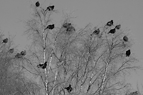 Иллюстрация к книге — Седьмого не стрелять (сборник) [i_001.jpg]