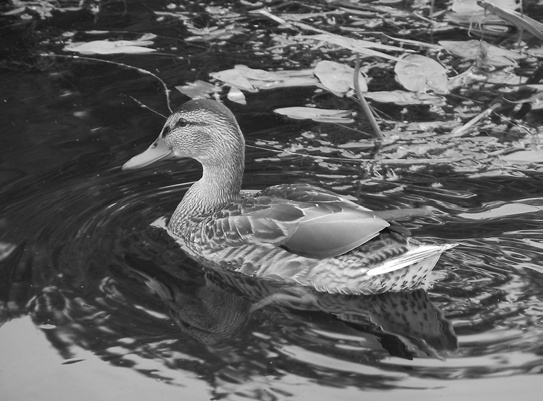 Иллюстрация к книге — Седьмого не стрелять (сборник) [i_009.jpg]