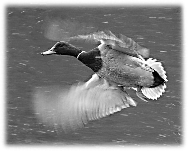 Иллюстрация к книге — Седьмого не стрелять (сборник) [i_011.jpg]