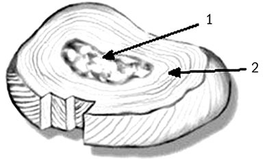 Иллюстрация к книге — Здоровый позвоночник [i_003.jpg]