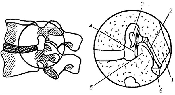 Иллюстрация к книге — Здоровый позвоночник [i_019.jpg]