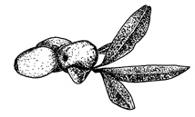 Иллюстрация к книге — Состав. Как нас обманывают производители продуктов питания [i_007.jpg]