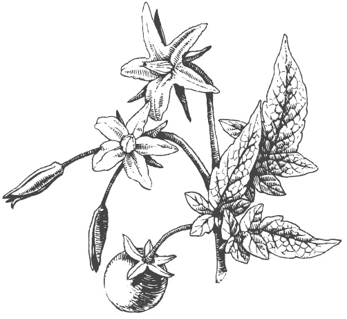 Иллюстрация к книге — Самая полная книга разумно ленивого дачника. Секреты легкого урожая [i_022.jpg]