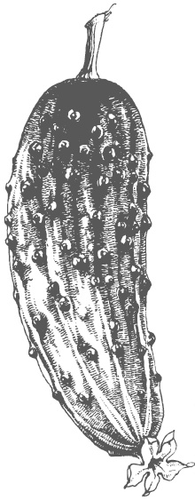 Иллюстрация к книге — Самая полная книга разумно ленивого дачника. Секреты легкого урожая [i_025.jpg]