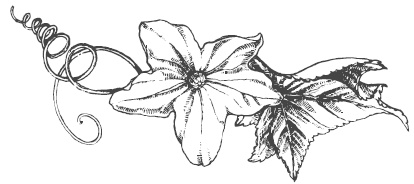 Иллюстрация к книге — Самая полная книга разумно ленивого дачника. Секреты легкого урожая [i_027.jpg]