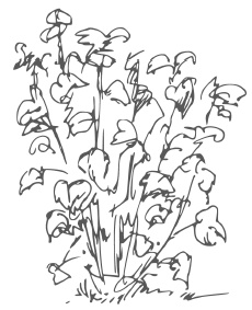 Иллюстрация к книге — Самая полная книга разумно ленивого дачника. Секреты легкого урожая [i_072.jpg]