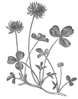 Иллюстрация к книге — Самая полная книга разумно ленивого дачника. Секреты легкого урожая [i_073.jpg]