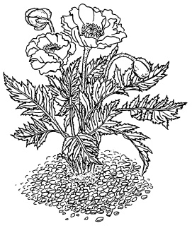 Иллюстрация к книге — Самая полная книга разумно ленивого дачника. Секреты легкого урожая [i_075.jpg]