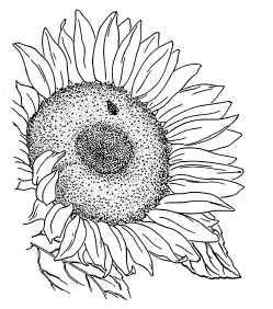 Иллюстрация к книге — Самая полная книга разумно ленивого дачника. Секреты легкого урожая [i_078.jpg]