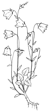 Иллюстрация к книге — Самая полная книга разумно ленивого дачника. Секреты легкого урожая [i_080.jpg]