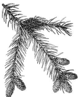 Иллюстрация к книге — Самая полная книга разумно ленивого дачника. Секреты легкого урожая [i_085.jpg]