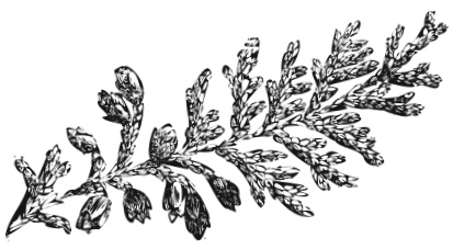 Иллюстрация к книге — Самая полная книга разумно ленивого дачника. Секреты легкого урожая [i_086.jpg]