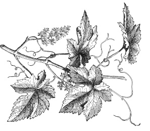 Иллюстрация к книге — Самая полная книга разумно ленивого дачника. Секреты легкого урожая [i_088.jpg]