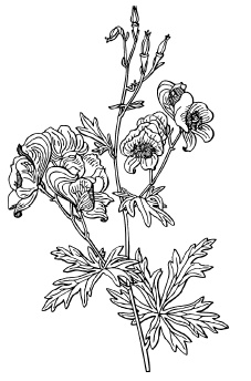 Иллюстрация к книге — Самая полная книга разумно ленивого дачника. Секреты легкого урожая [i_089.jpg]