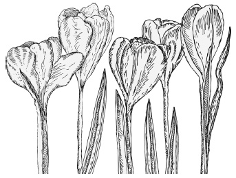 Иллюстрация к книге — Самая полная книга разумно ленивого дачника. Секреты легкого урожая [i_090.jpg]