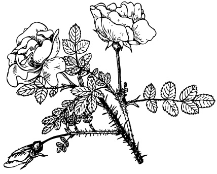 Иллюстрация к книге — Самая полная книга разумно ленивого дачника. Секреты легкого урожая [i_091.jpg]