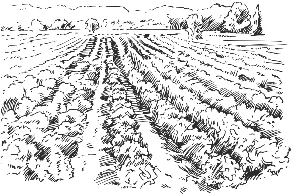 Иллюстрация к книге — Самая полная книга разумно ленивого дачника. Секреты легкого урожая [i_099.jpg]