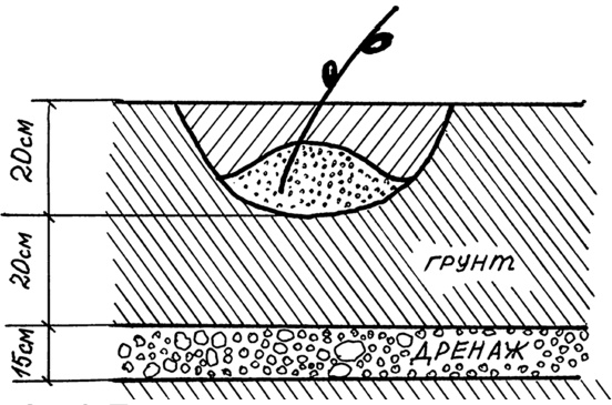 Иллюстрация к книге — Самая полная книга разумно ленивого дачника. Секреты легкого урожая [i_110.jpg]