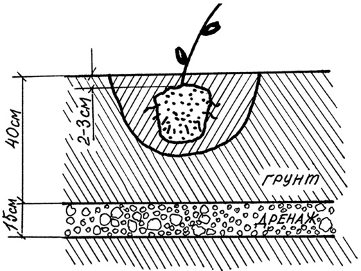 Иллюстрация к книге — Самая полная книга разумно ленивого дачника. Секреты легкого урожая [i_112.jpg]