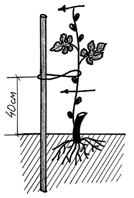 Иллюстрация к книге — Самая полная книга разумно ленивого дачника. Секреты легкого урожая [i_113.jpg]