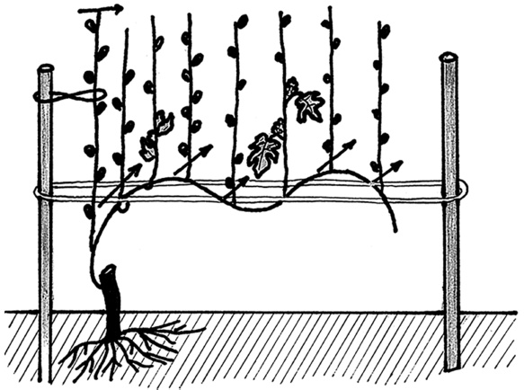 Иллюстрация к книге — Самая полная книга разумно ленивого дачника. Секреты легкого урожая [i_118.jpg]