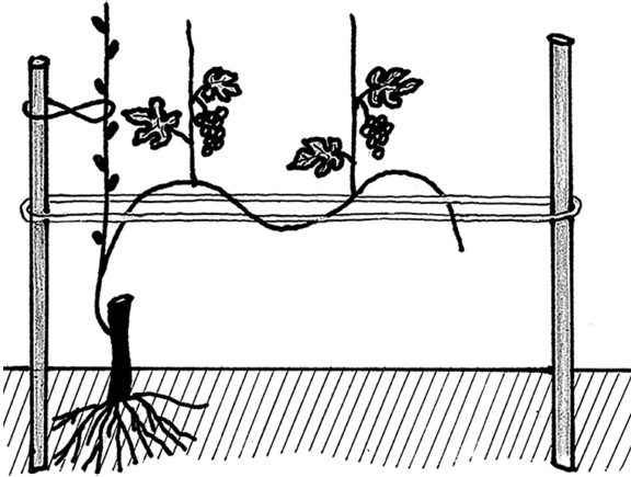 Иллюстрация к книге — Самая полная книга разумно ленивого дачника. Секреты легкого урожая [i_119.jpg]