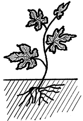 Иллюстрация к книге — Самая полная книга разумно ленивого дачника. Секреты легкого урожая [i_126.jpg]