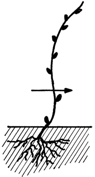 Иллюстрация к книге — Самая полная книга разумно ленивого дачника. Секреты легкого урожая [i_127.jpg]