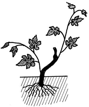 Иллюстрация к книге — Самая полная книга разумно ленивого дачника. Секреты легкого урожая [i_128.jpg]