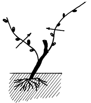 Иллюстрация к книге — Самая полная книга разумно ленивого дачника. Секреты легкого урожая [i_129.jpg]