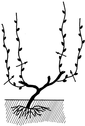 Иллюстрация к книге — Самая полная книга разумно ленивого дачника. Секреты легкого урожая [i_131.jpg]