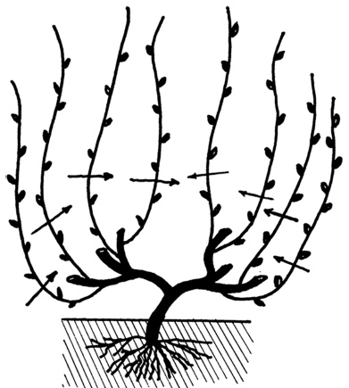 Иллюстрация к книге — Самая полная книга разумно ленивого дачника. Секреты легкого урожая [i_133.jpg]