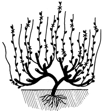 Иллюстрация к книге — Самая полная книга разумно ленивого дачника. Секреты легкого урожая [i_135.jpg]