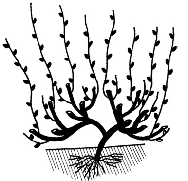 Иллюстрация к книге — Самая полная книга разумно ленивого дачника. Секреты легкого урожая [i_136.jpg]