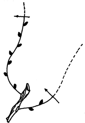 Иллюстрация к книге — Самая полная книга разумно ленивого дачника. Секреты легкого урожая [i_137.jpg]