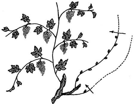 Иллюстрация к книге — Самая полная книга разумно ленивого дачника. Секреты легкого урожая [i_138.jpg]