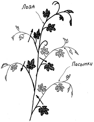 Иллюстрация к книге — Самая полная книга разумно ленивого дачника. Секреты легкого урожая [i_140.jpg]