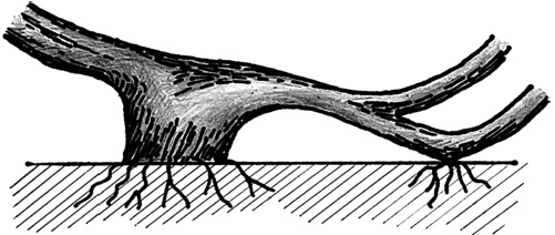 Иллюстрация к книге — Самая полная книга разумно ленивого дачника. Секреты легкого урожая [i_142.jpg]