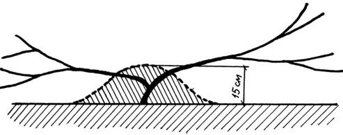 Иллюстрация к книге — Самая полная книга разумно ленивого дачника. Секреты легкого урожая [i_143.jpg]