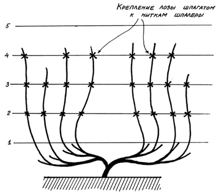 Иллюстрация к книге — Самая полная книга разумно ленивого дачника. Секреты легкого урожая [i_145.jpg]