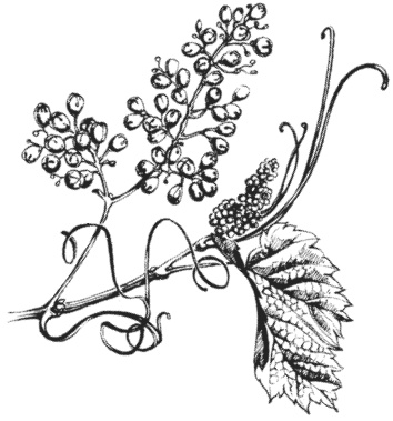 Иллюстрация к книге — Самая полная книга разумно ленивого дачника. Секреты легкого урожая [i_146.jpg]