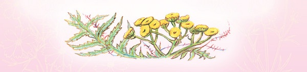 Иллюстрация к книге — Тайна гранатовых зерен [i_020.jpg]