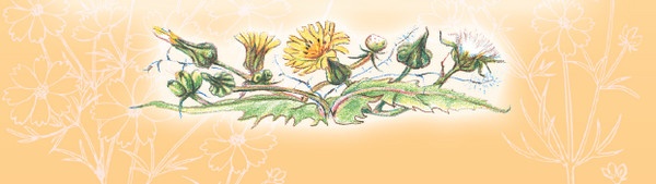 Иллюстрация к книге — Тайна гранатовых зерен [i_038.jpg]