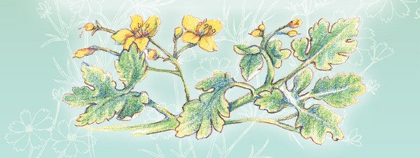 Иллюстрация к книге — Тайна гранатовых зерен [i_056.jpg]