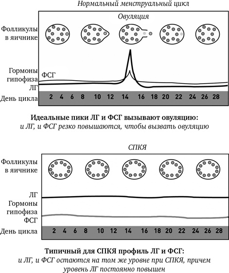 Иллюстрация к книге — Синдром белки в колесе: Как сохранить здоровье и сберечь нервы в мире бесконечных дел [i_005.jpg]