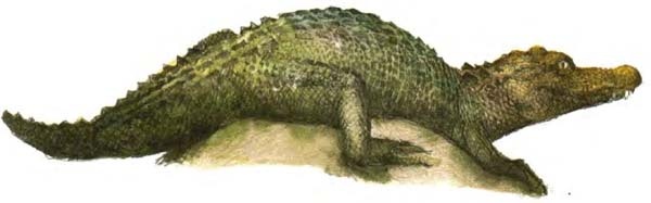 Иллюстрация к книге — Питер Пэн и Венди [i_039.jpg]