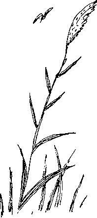 Иллюстрация к книге — Малыш и река [i_052.jpg]